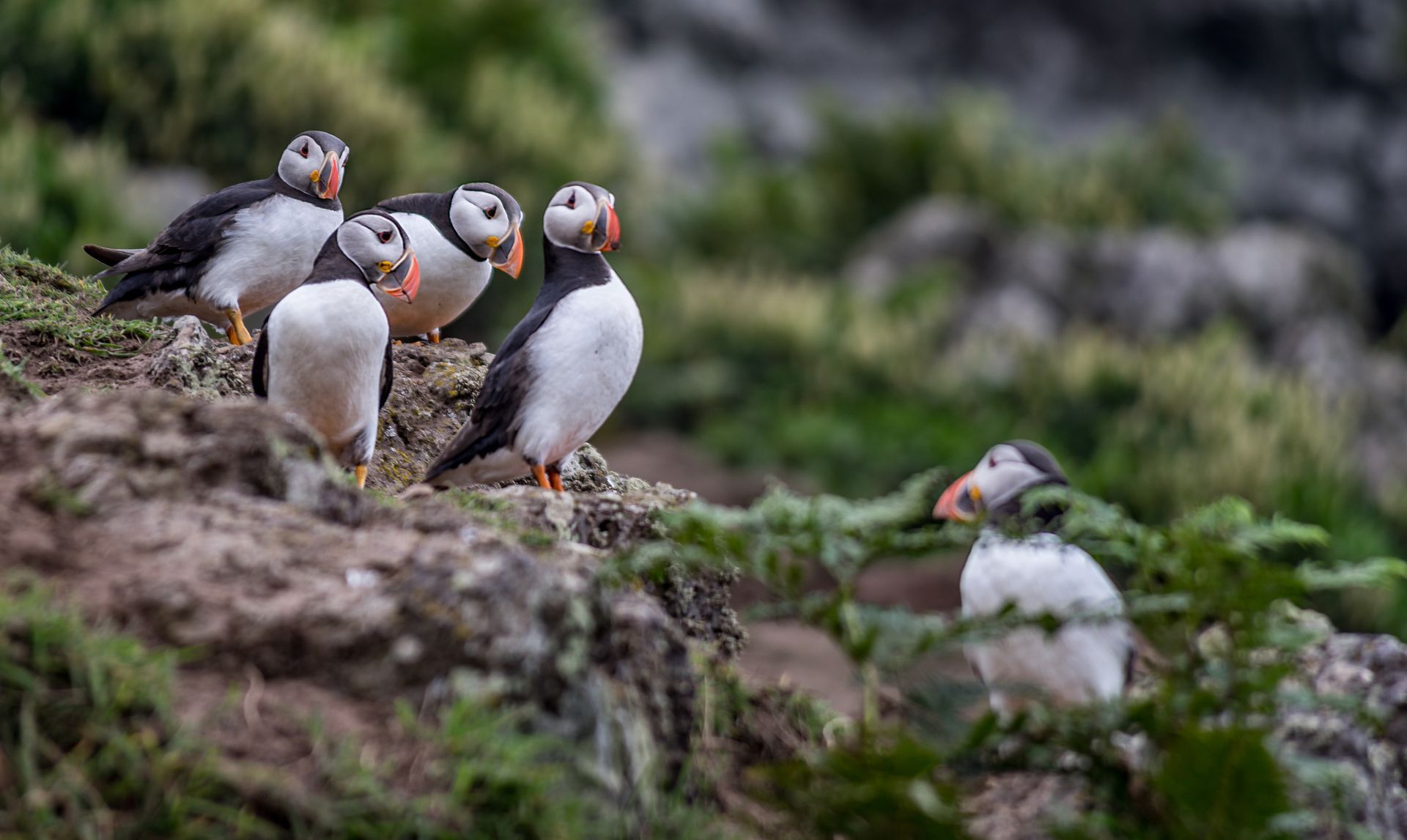 A group of puffins standing on top of a rock.