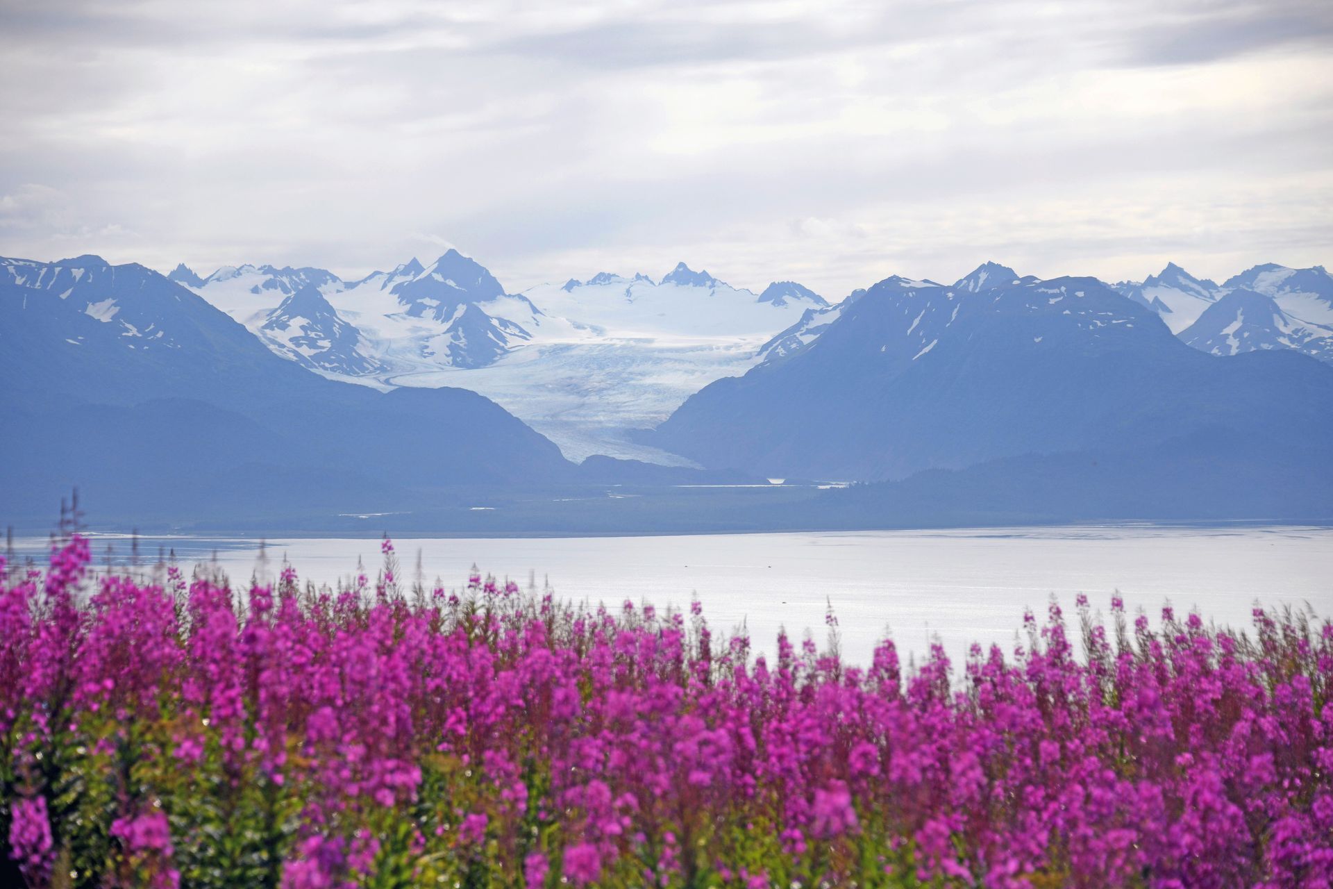 A field of purple flowers with mountains in the background