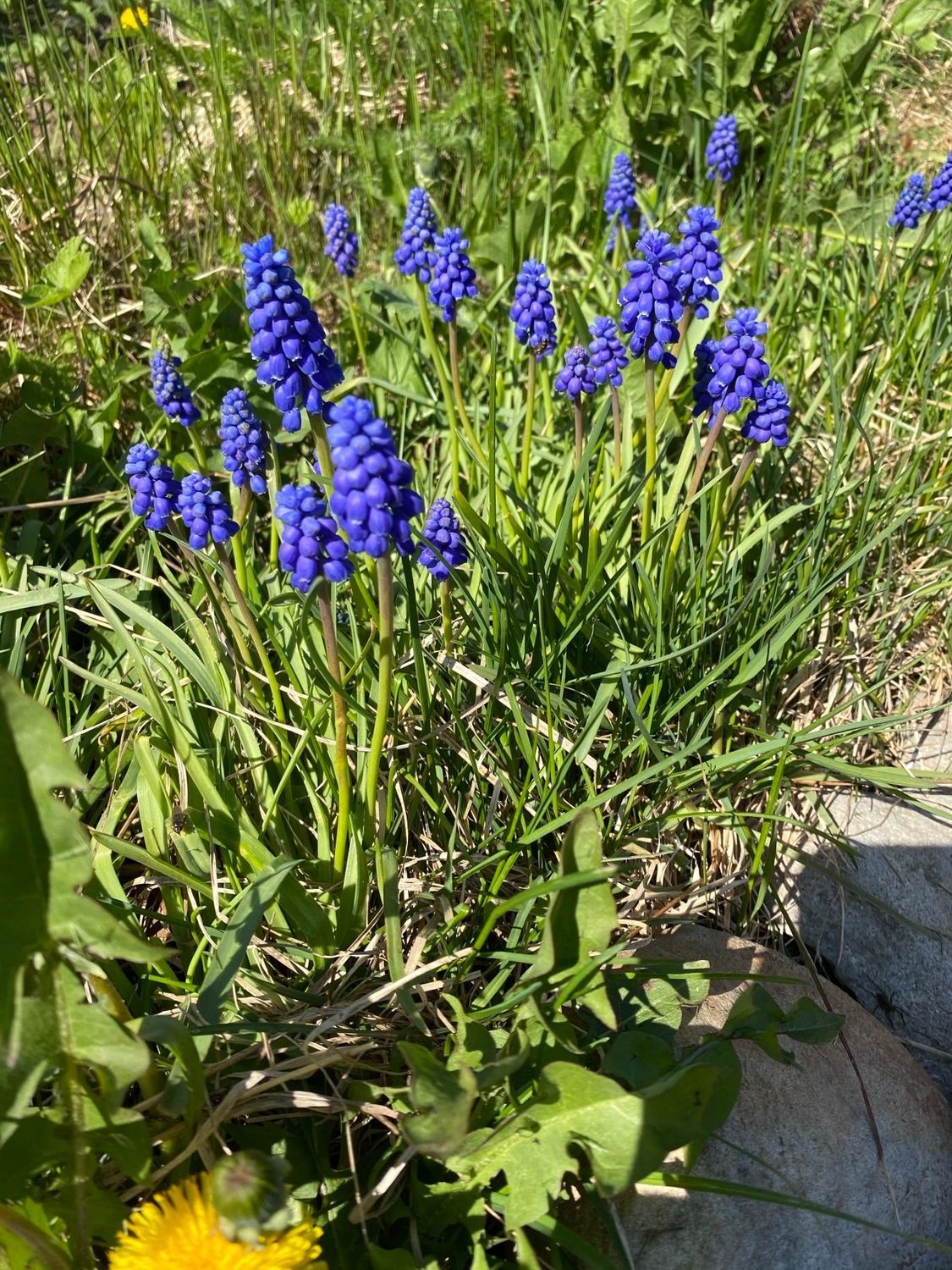 A bunch of blue flowers are growing in the grass.
