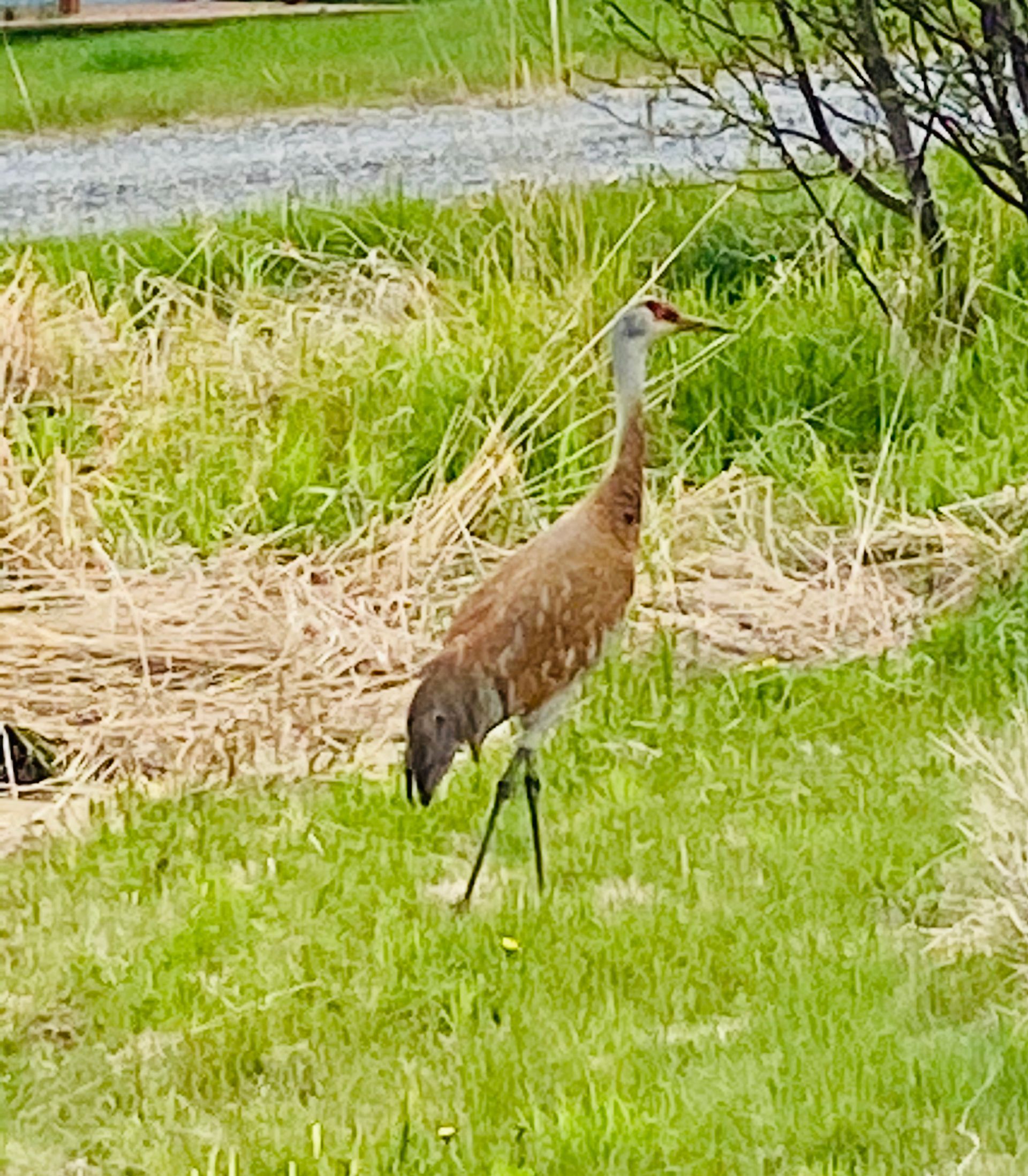 A crane is standing in the grass in a field.