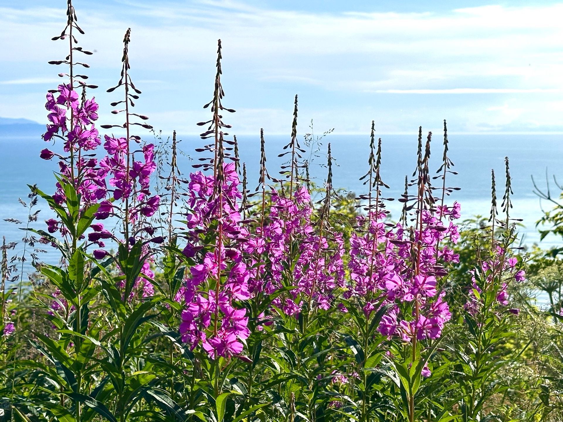 A field of purple flowers with the ocean in the background