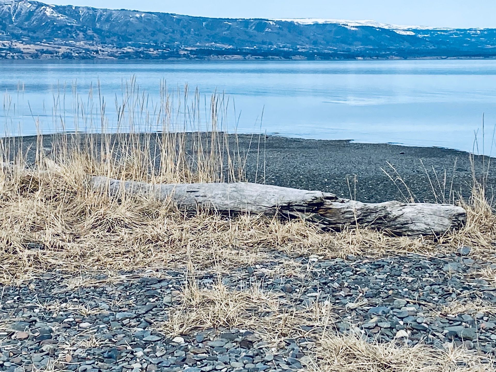 A large log is sitting on the shore of a lake.