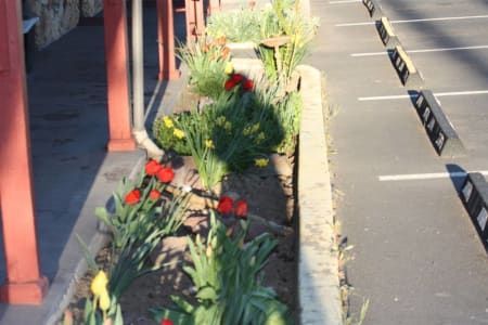 A row of flowers along a sidewalk next to a parking lot