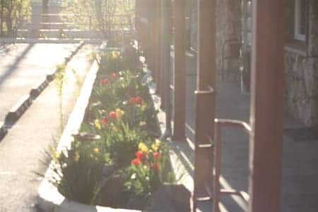 A row of flowers are growing in a planter on a sidewalk.