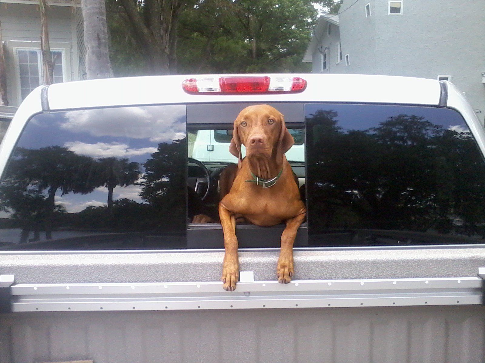 Image of Truman the dog hanging leaning out the back of a pickup cab window