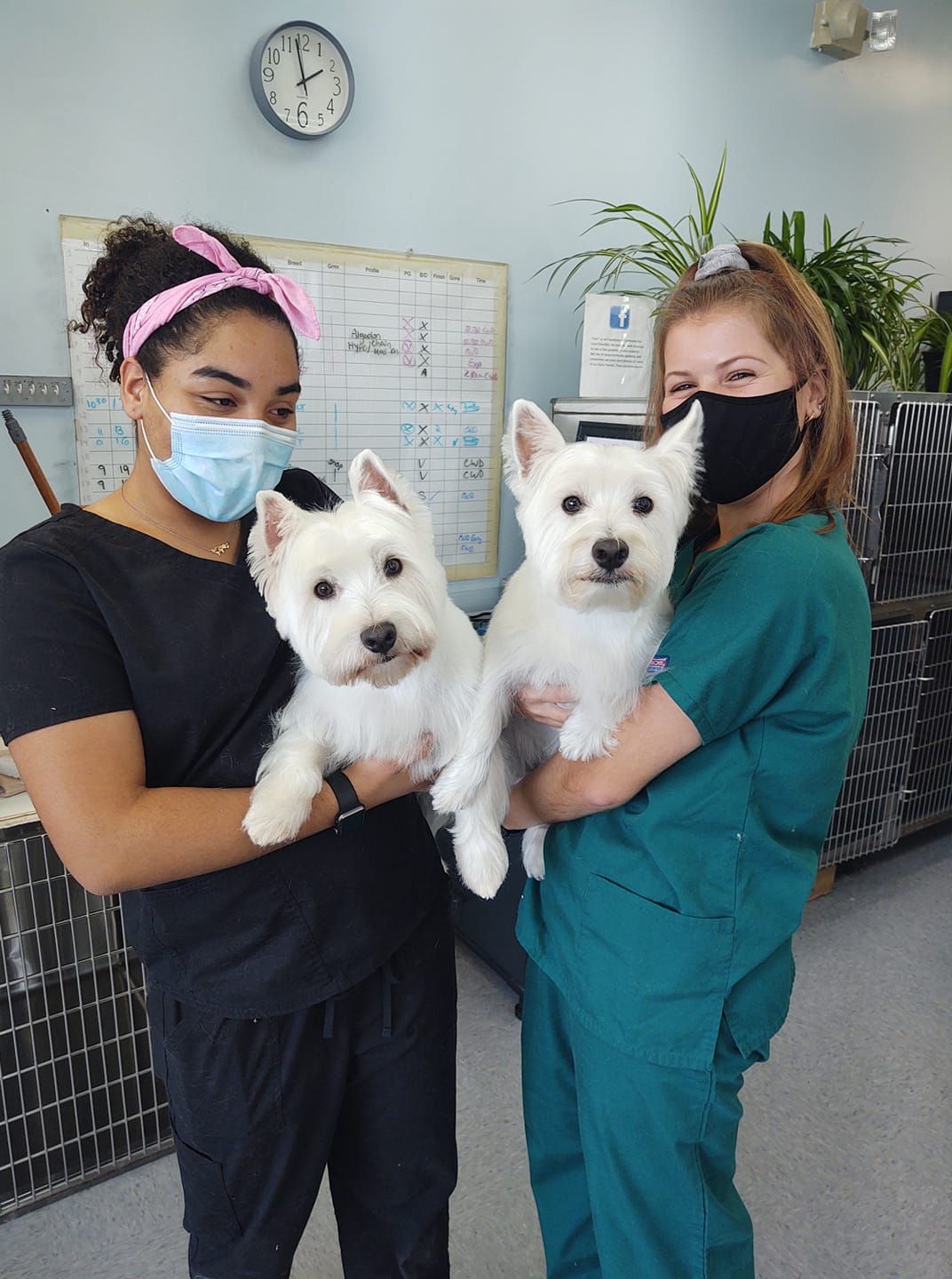 Two people in masks holding two white dogs, possibly in a veterinary setting.