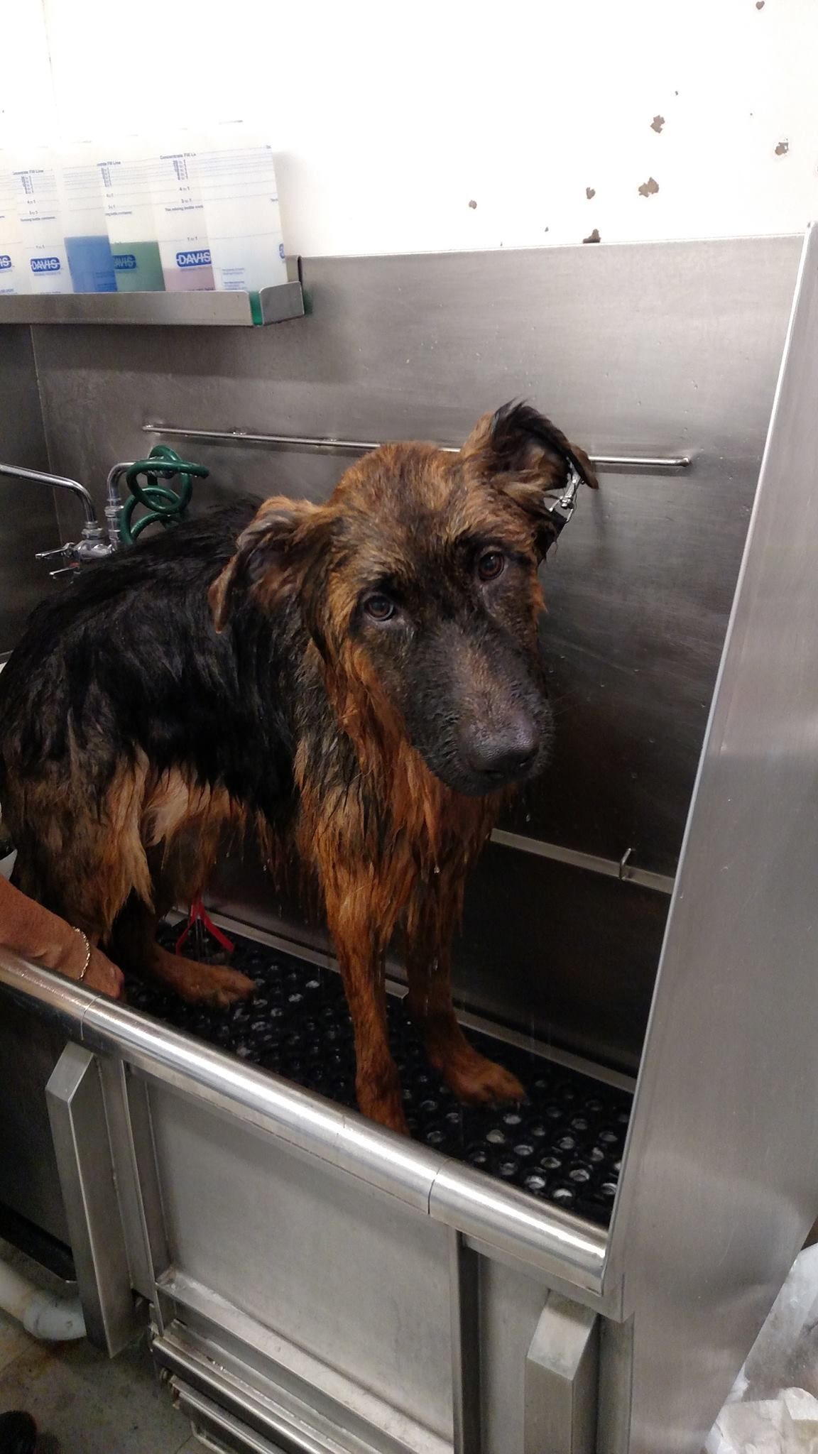 Wet German Shepherd dog in a stainless steel dog wash basin, looking sad.