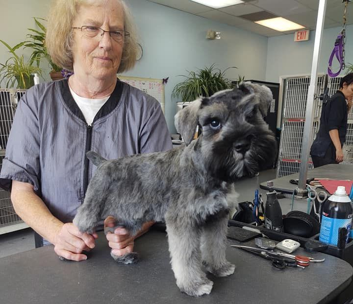Woman holding a neatly groomed gray Schnauzer on a grooming table in a salon.