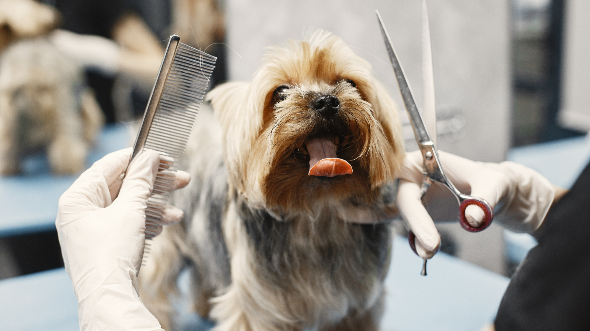 Yorkshire Terrier getting groomed with comb and scissors, tongue out.