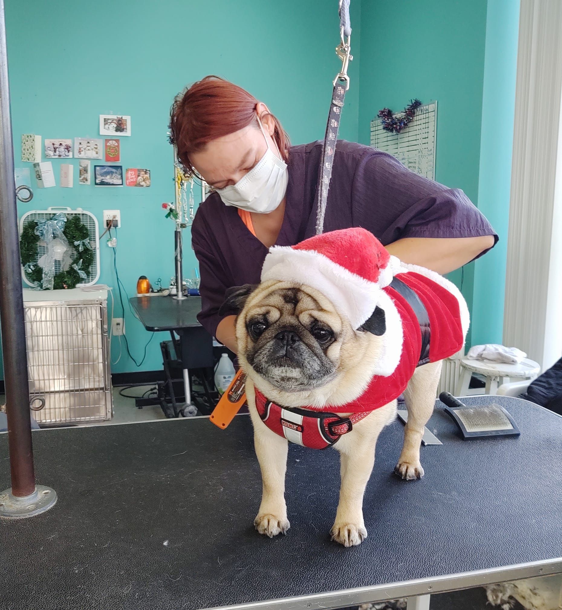 Pug in Santa costume being groomed by a masked person. Grooming table in a pet shop.