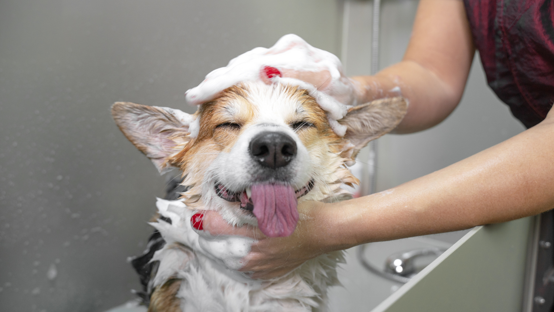 Corgi dog being washed, eyes closed, tongue out, enjoying a bath. White foam on head.
