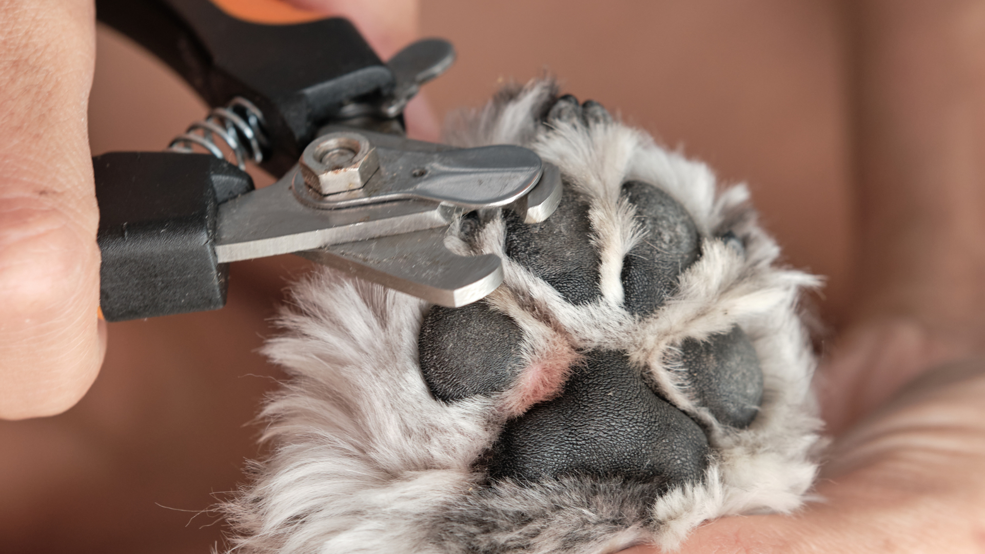Dog paw being trimmed with nail clippers. Close-up of black and grey fur, and skin with dark pads.