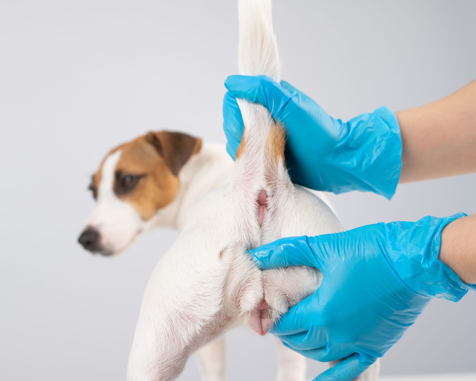 Dog's rear being examined by hands wearing blue gloves, indoors.