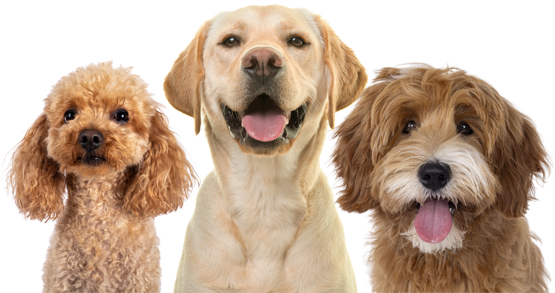 Three fluffy pets: orange cat, gray cat, and tan puppy, all with white background, paws visible.