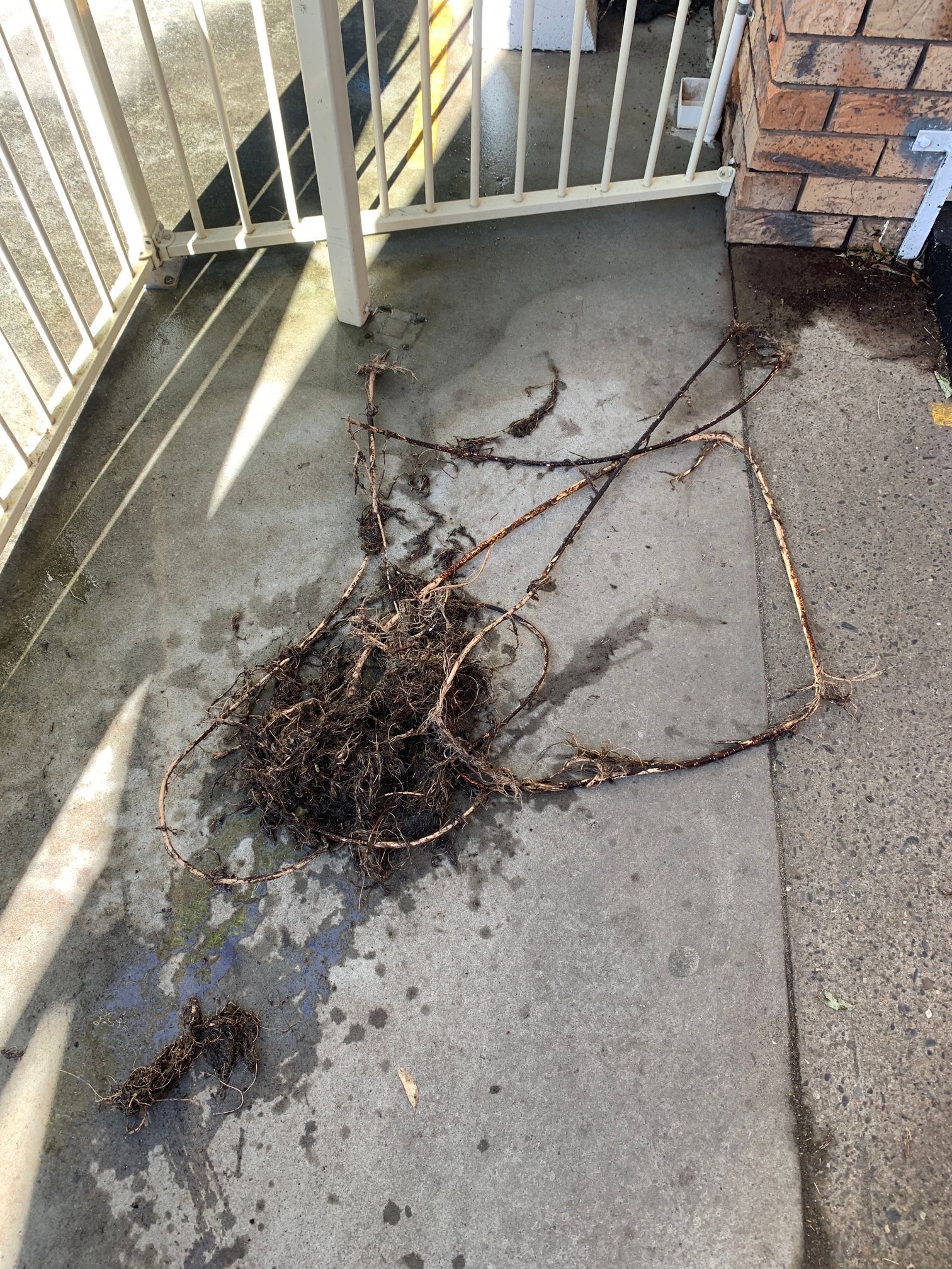 A Tangle of Wet, Dark Tree Roots Lying on A Concrete Patio Next to A White Metal Fence and Brick Wall — Port Macquarie Plumbing In Port Macquarie, NSW