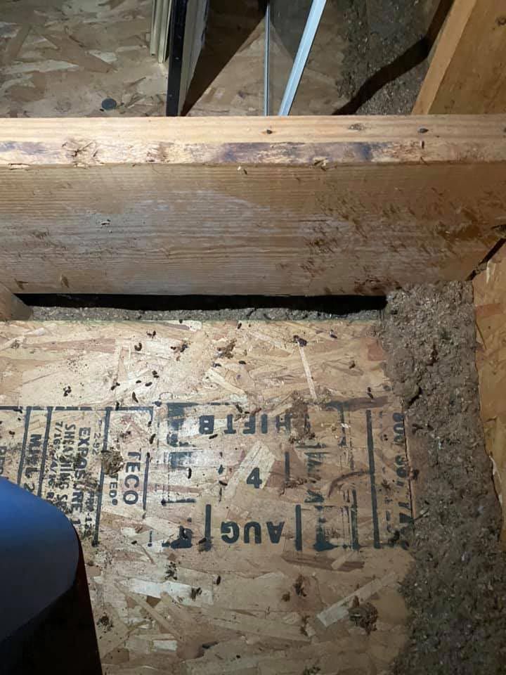 Bat turds  in the attic — Fort Wayne, IN — DeadOne Pest Control, LLC