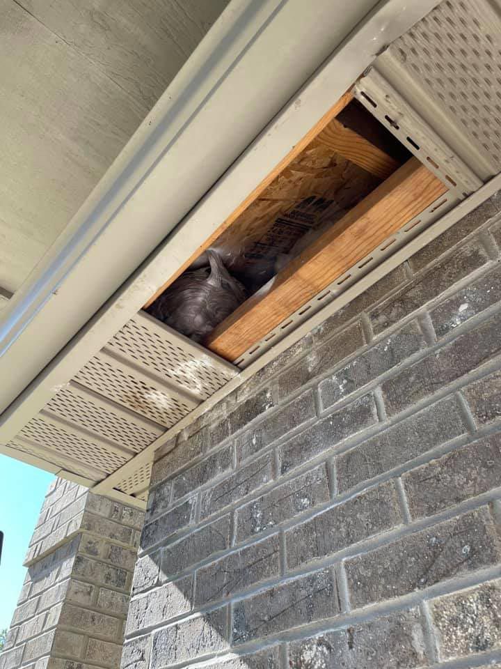 Insect nest — Fort Wayne, IN — DeadOne Pest Control, LLC