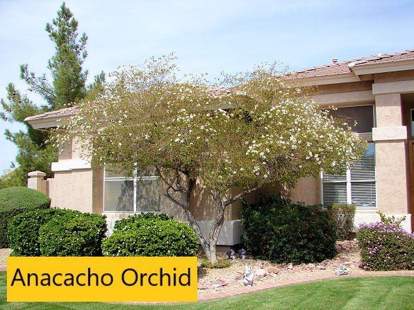 Anacacho Orchid — Tucson, AZ — Arizona Tree and Landscape Service, Inc.
