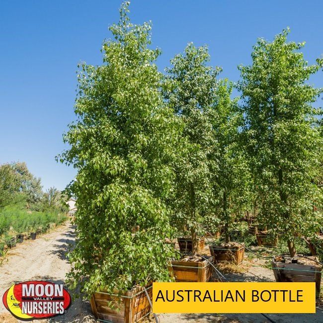 Australian Bottle tree — Tucson, AZ — Arizona Tree and Landscape Service, Inc.