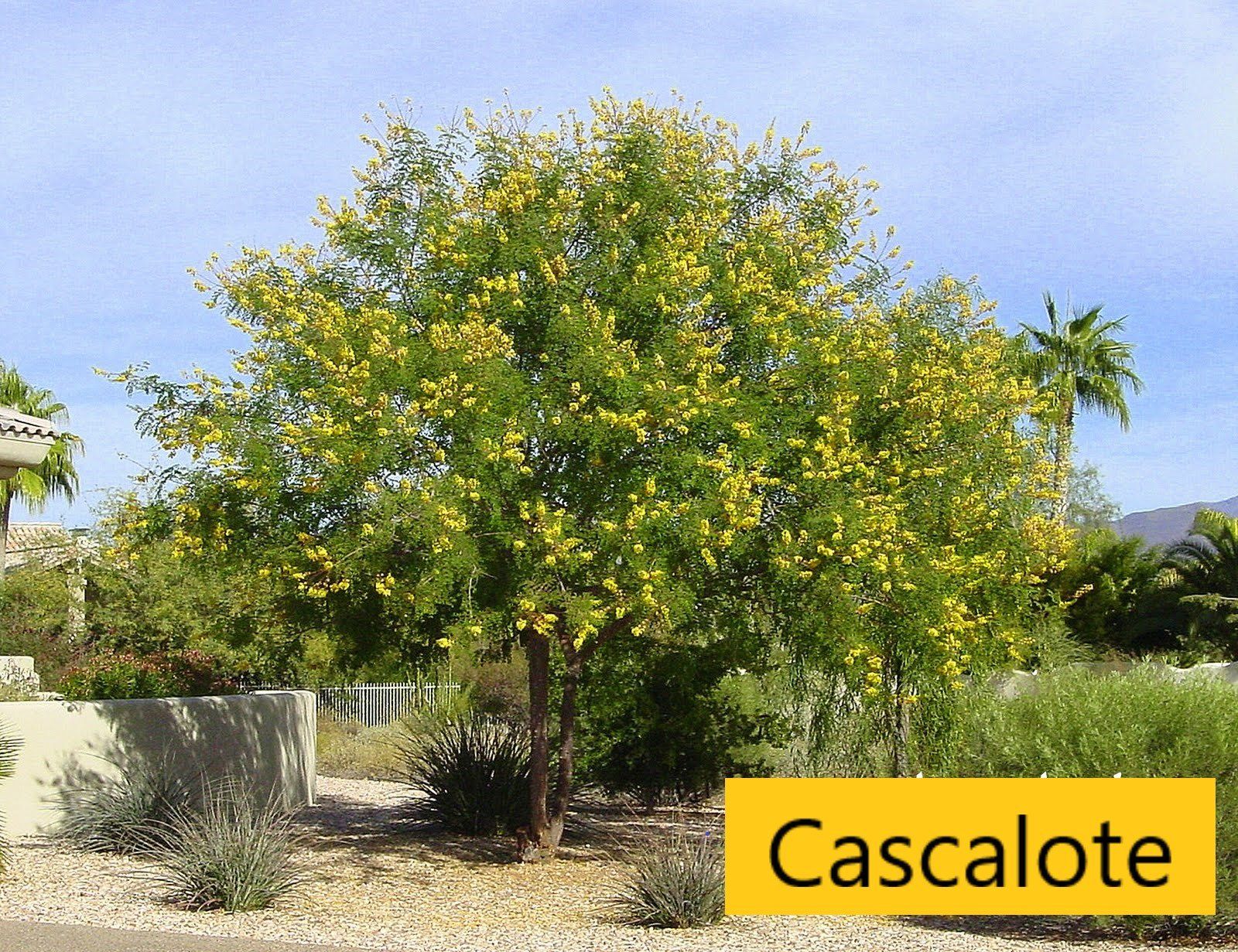 Cascalote tree — Tucson, AZ — Arizona Tree and Landscape Service, Inc.