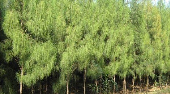 Casuarina tree — Tucson, AZ — Arizona Tree and Landscape Service, Inc.