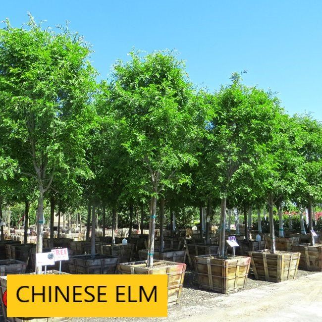 Chinese elm tree — Tucson, AZ — Arizona Tree and Landscape Service, Inc.