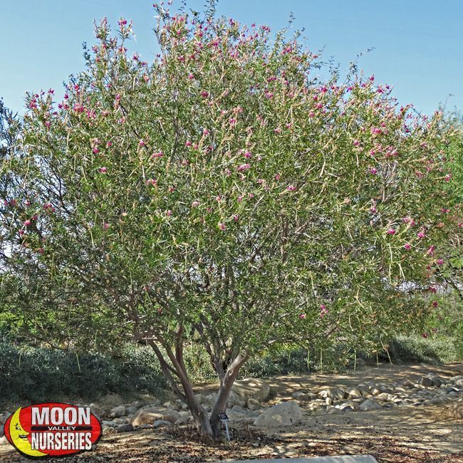 Desert willow tree — Tucson, AZ — Arizona Tree and Landscape Service, Inc.