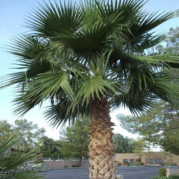 Fan palm tree — Tucson, AZ — Arizona Tree and Landscape Service, Inc.