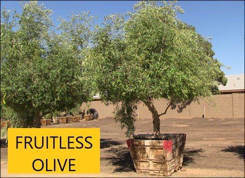 Fruitless olive tree — Tucson, AZ — Arizona Tree and Landscape Service, Inc.