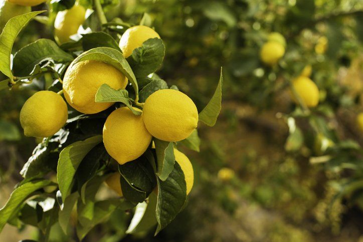 Lemon tree — Tucson, AZ — Arizona Tree and Landscape Service, Inc.