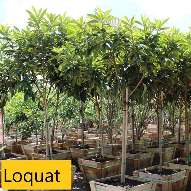 Loquat tree — Tucson, AZ — Arizona Tree and Landscape Service, Inc.