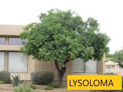 Lysiloma tree — Tucson, AZ — Arizona Tree and Landscape Service, Inc.