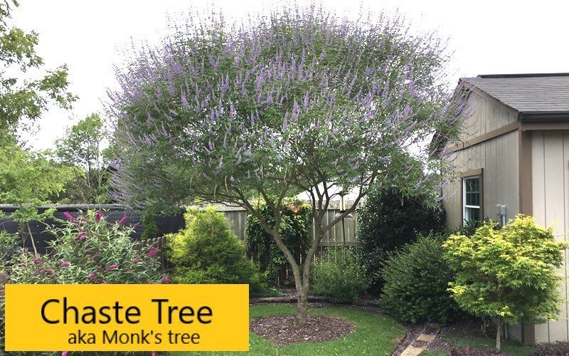 Chaste tree — Tucson, AZ — Arizona Tree and Landscape Service, Inc.