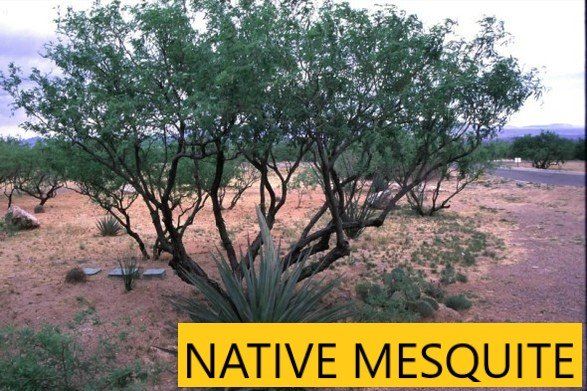 Native mesquite — Tucson, AZ — Arizona Tree and Landscape Service, Inc.