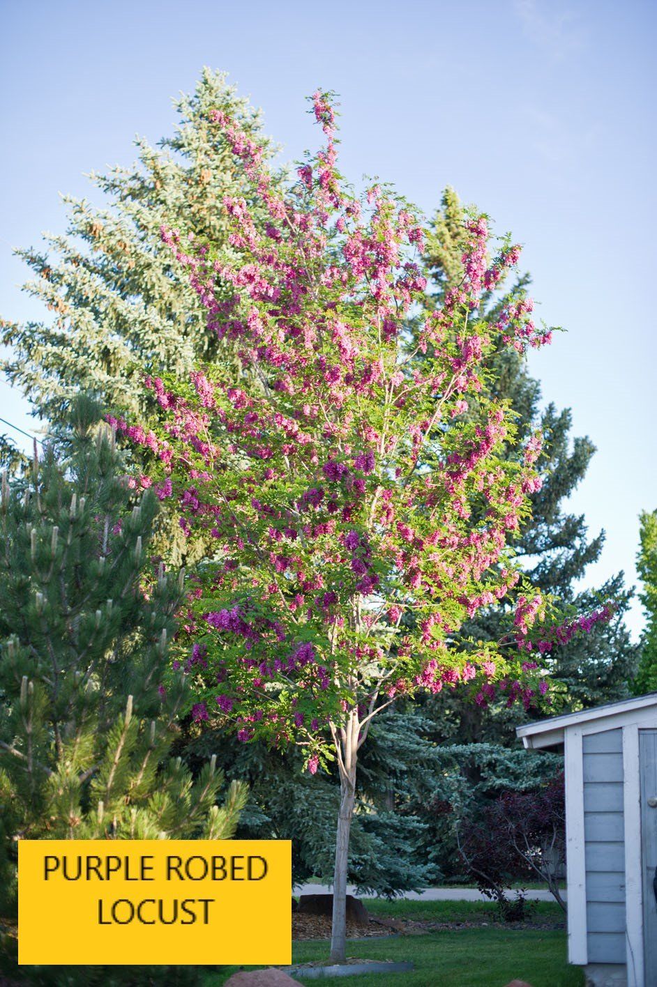 Purple locust tree — Tucson, AZ — Arizona Tree and Landscape Service, Inc.