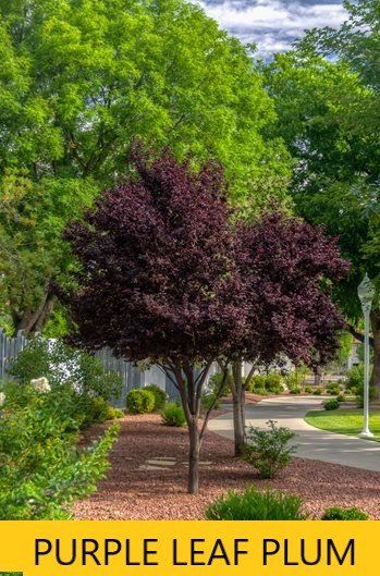 Purple leaf plum — Tucson, AZ — Arizona Tree and Landscape Service, Inc.