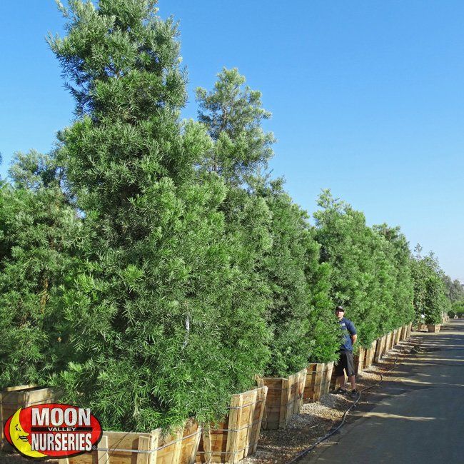 Podocarpus — Tucson, AZ — Arizona Tree and Landscape Service, Inc.