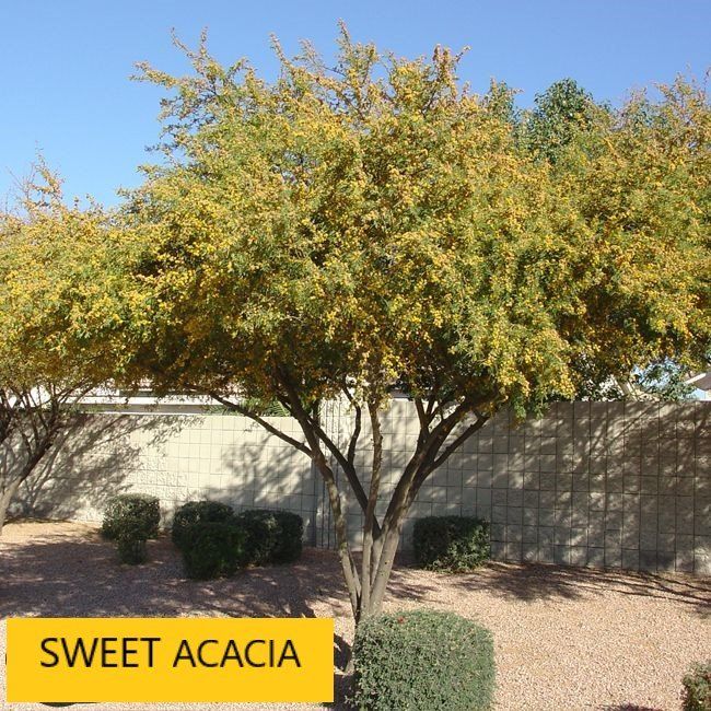 Sweet acacia tree — Tucson, AZ — Arizona Tree and Landscape Service, Inc.