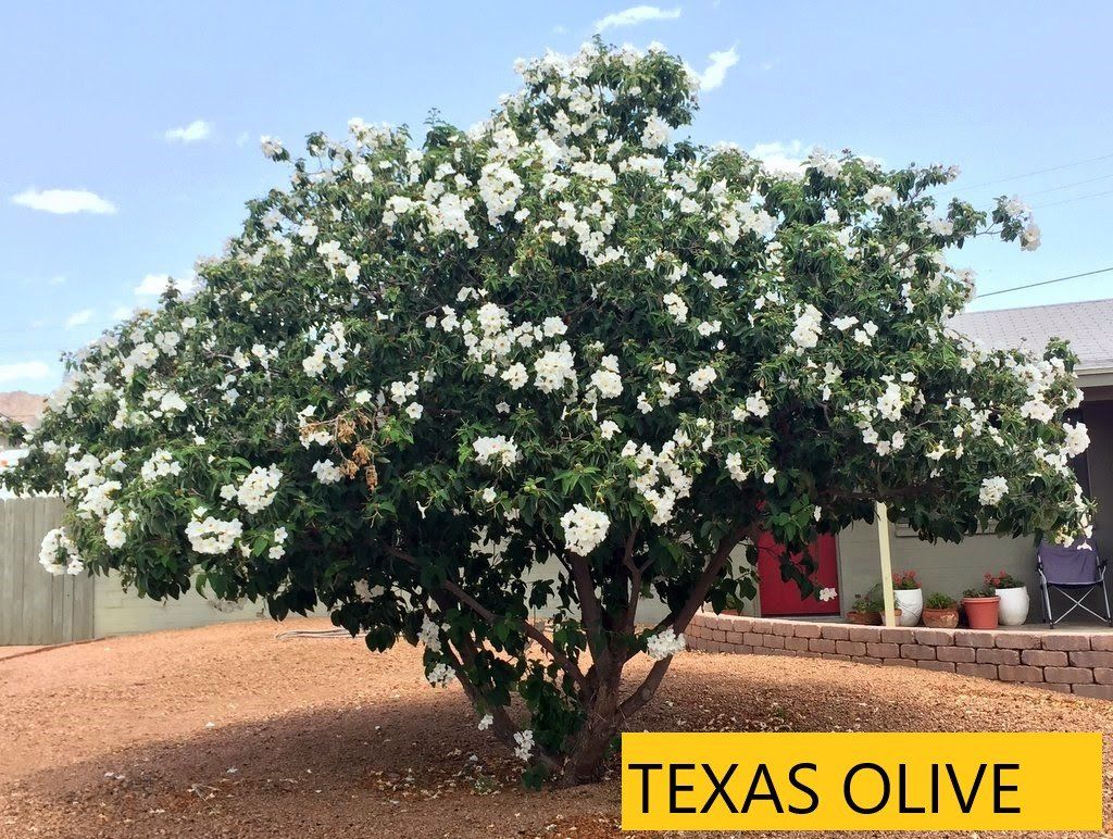 Landscaping Tucson, AZ Arizona Tree and Landscape Service, Inc.