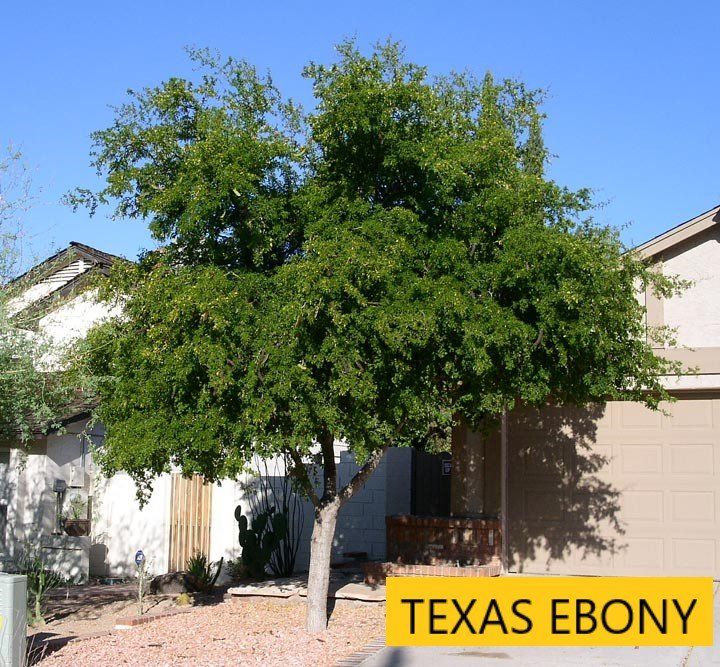Ebony tree — Tucson, AZ — Arizona Tree and Landscape Service, Inc.