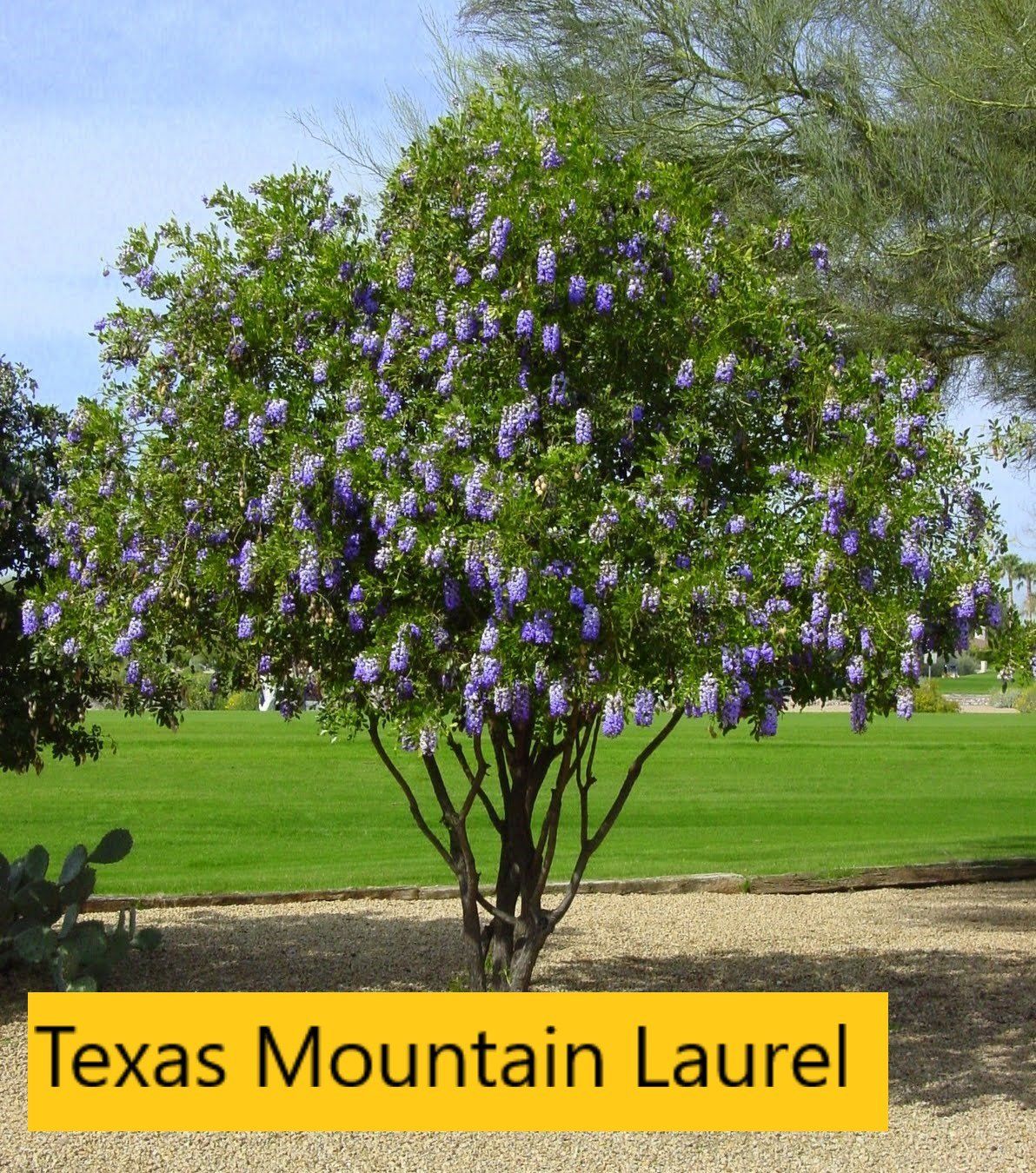 Mountain laurel tree — Tucson, AZ — Arizona Tree and Landscape Service, Inc.