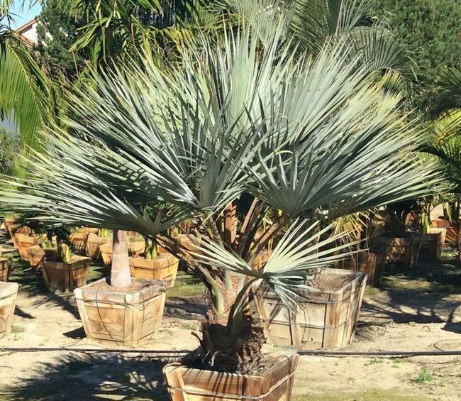 Tree planting — Tucson, AZ — Arizona Tree and Landscape Service, Inc.