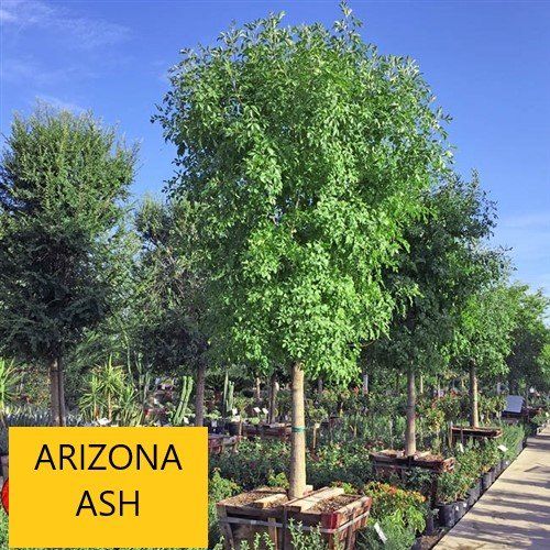 Arizona ash — Tucson, AZ — Arizona Tree and Landscape Service, Inc.