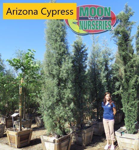 Arizona cypress — Tucson, AZ — Arizona Tree and Landscape Service, Inc.