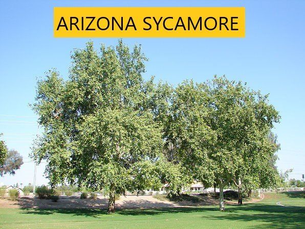 Arizona sycamore — Tucson, AZ — Arizona Tree and Landscape Service, Inc.