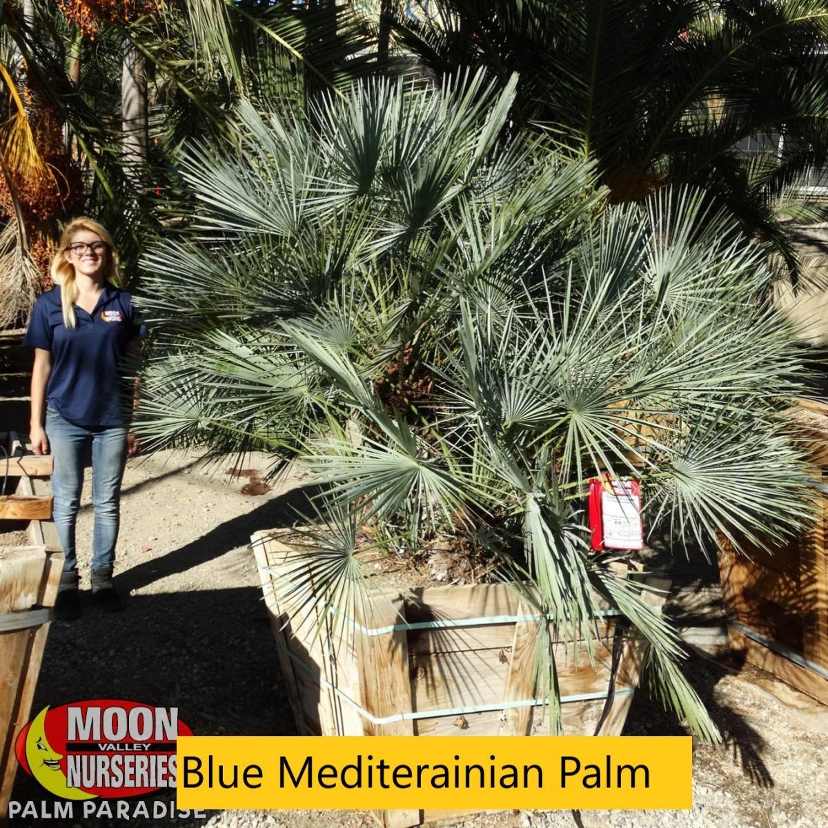 Blue med palm — Tucson, AZ — Arizona Tree and Landscape Service, Inc.
