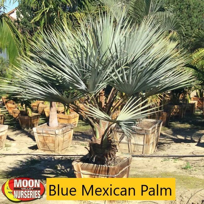 Blue palm — Tucson, AZ — Arizona Tree and Landscape Service, Inc.