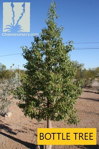 Bottle tree — Tucson, AZ — Arizona Tree and Landscape Service, Inc.