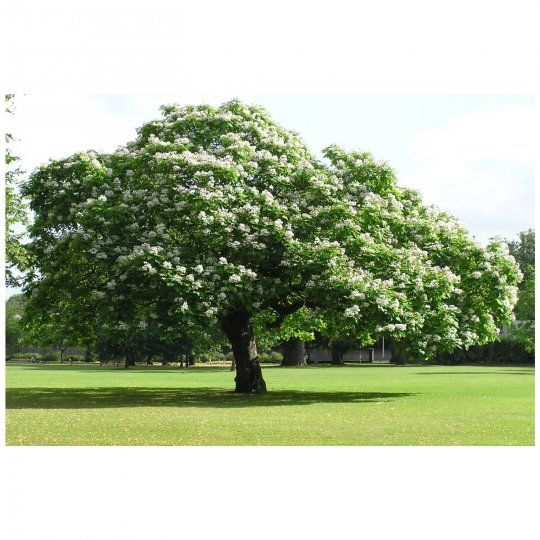 Catalpa tree — Tucson, AZ — Arizona Tree and Landscape Service, Inc.