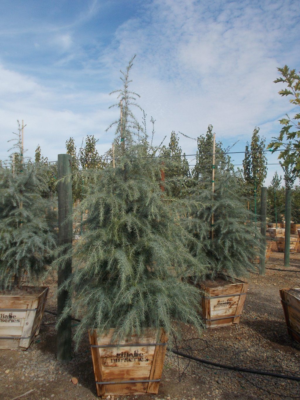 Cedrus deodara — Tucson, AZ — Arizona Tree and Landscape Service, Inc.